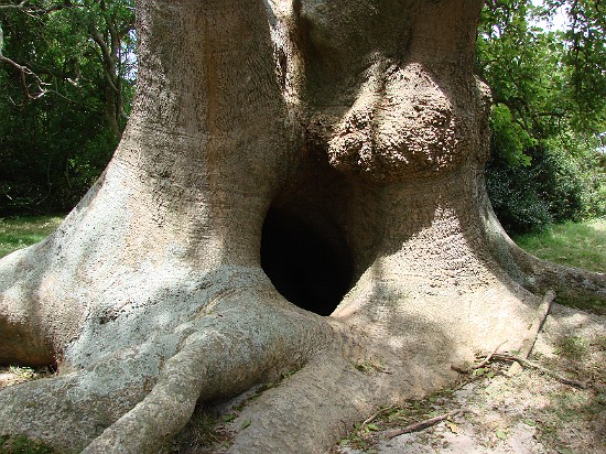 Monte de los umbues 3.jpg